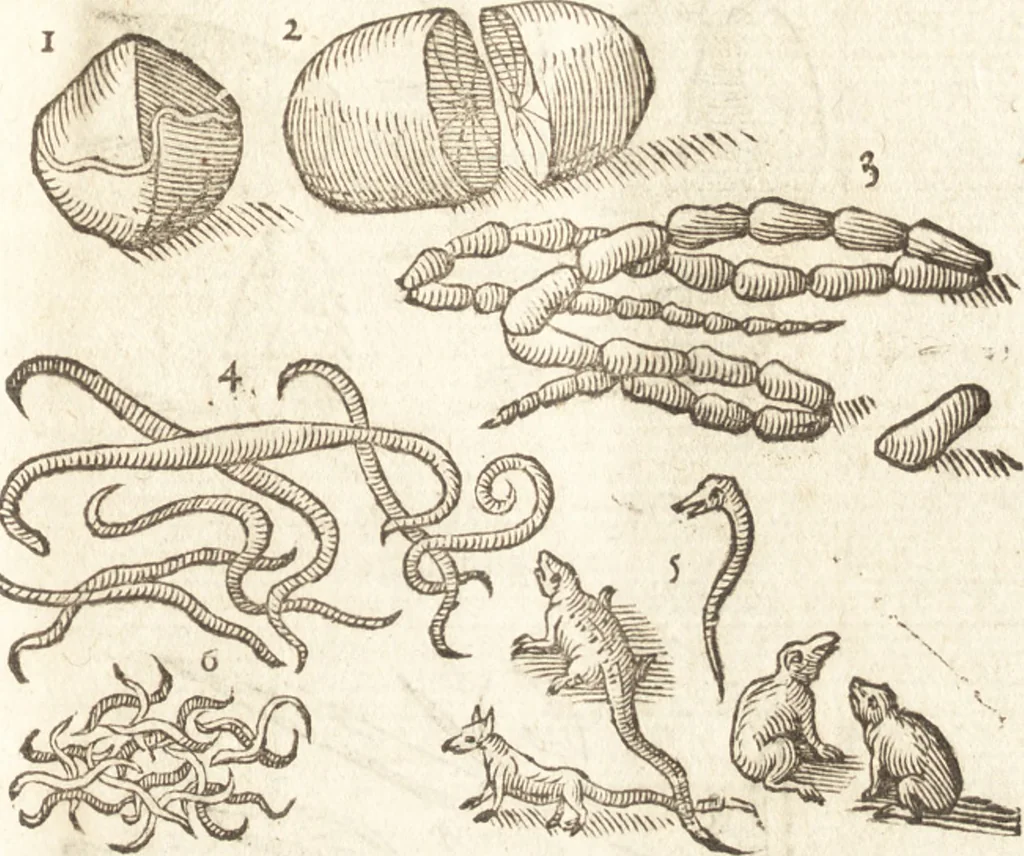 An illustration from De naturae diuinis characterismis, seu, Raris & admirandis spectaculis, causis, indiciis, proprietatibus rerum in partibus singulis vniuersi, libri II, 1575, leaf 104
