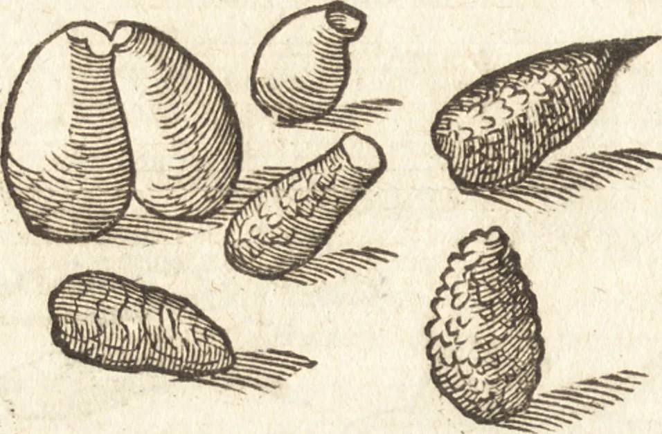 An illustration from De naturae diuinis characterismis, seu, Raris & admirandis spectaculis, causis, indiciis, proprietatibus rerum in partibus singulis vniuersi, libri II, 1575, leaf 105