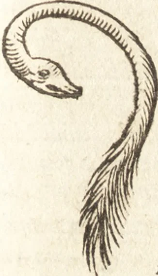 An illustration from De naturae diuinis characterismis, seu, Raris & admirandis spectaculis, causis, indiciis, proprietatibus rerum in partibus singulis vniuersi, libri II, 1575, leaf 106