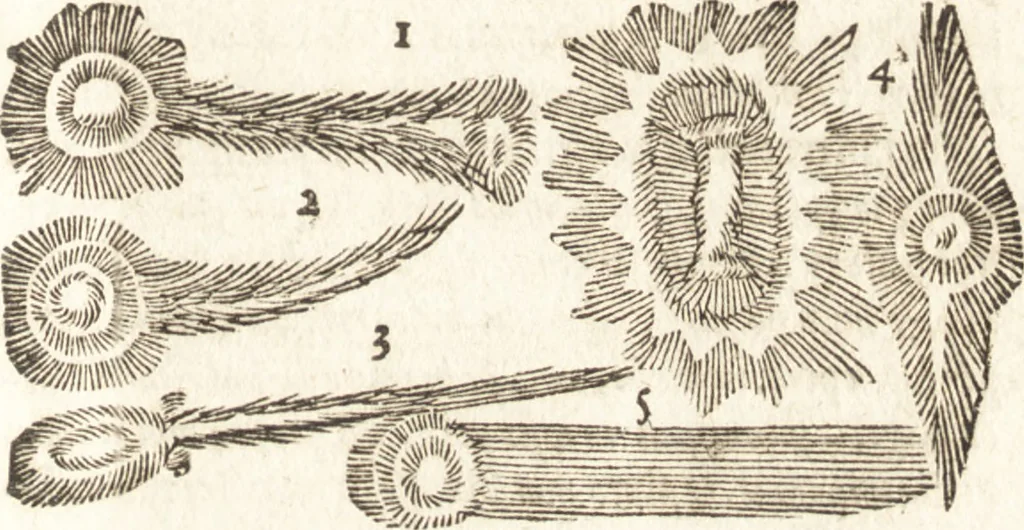 An illustration from De naturae diuinis characterismis, seu, Raris & admirandis spectaculis, causis, indiciis, proprietatibus rerum in partibus singulis vniuersi, libri II, 1575, leaf 200