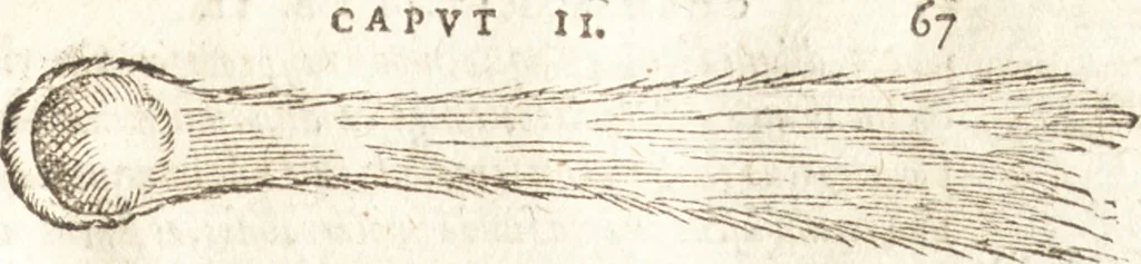 An illustration from De naturae diuinis characterismis, seu, Raris & admirandis spectaculis, causis, indiciis, proprietatibus rerum in partibus singulis vniuersi, libri II, 1575, leaf 310