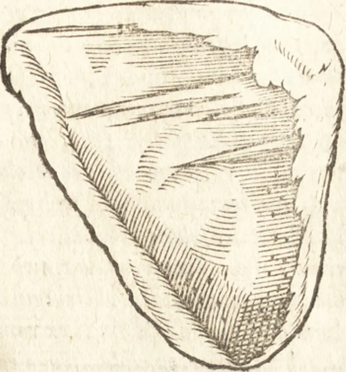 An illustration from De naturae diuinis characterismis, seu, Raris & admirandis spectaculis, causis, indiciis, proprietatibus rerum in partibus singulis vniuersi, libri II, 1575, leaf 456