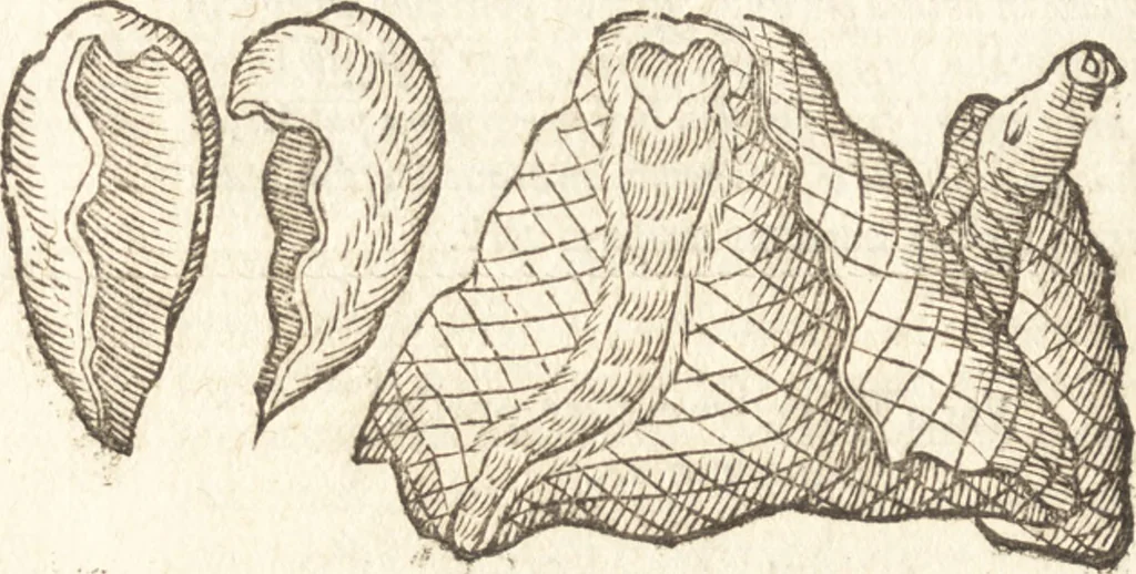 An illustration from De naturae diuinis characterismis, seu, Raris & admirandis spectaculis, causis, indiciis, proprietatibus rerum in partibus singulis vniuersi, libri II, 1575, leaf 459