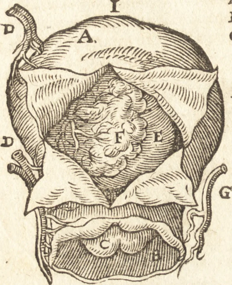 An illustration from De naturae diuinis characterismis, seu, Raris & admirandis spectaculis, causis, indiciis, proprietatibus rerum in partibus singulis vniuersi, libri II, 1575, leaf 87
