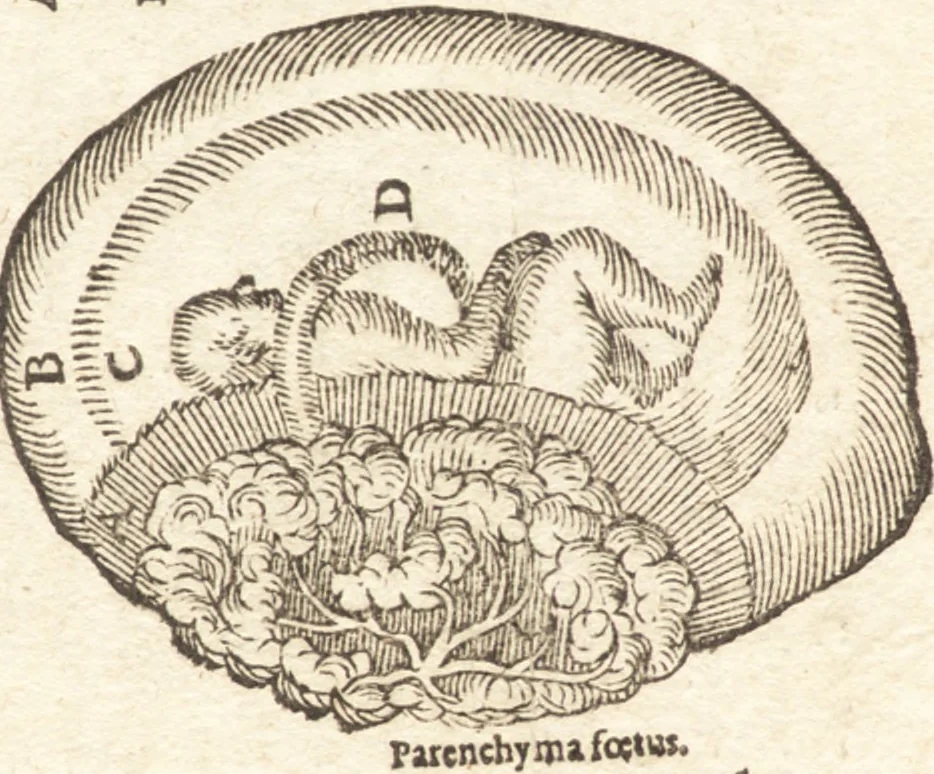 An illustration from De naturae diuinis characterismis, seu, Raris & admirandis spectaculis, causis, indiciis, proprietatibus rerum in partibus singulis vniuersi, libri II, 1575, leaf 87