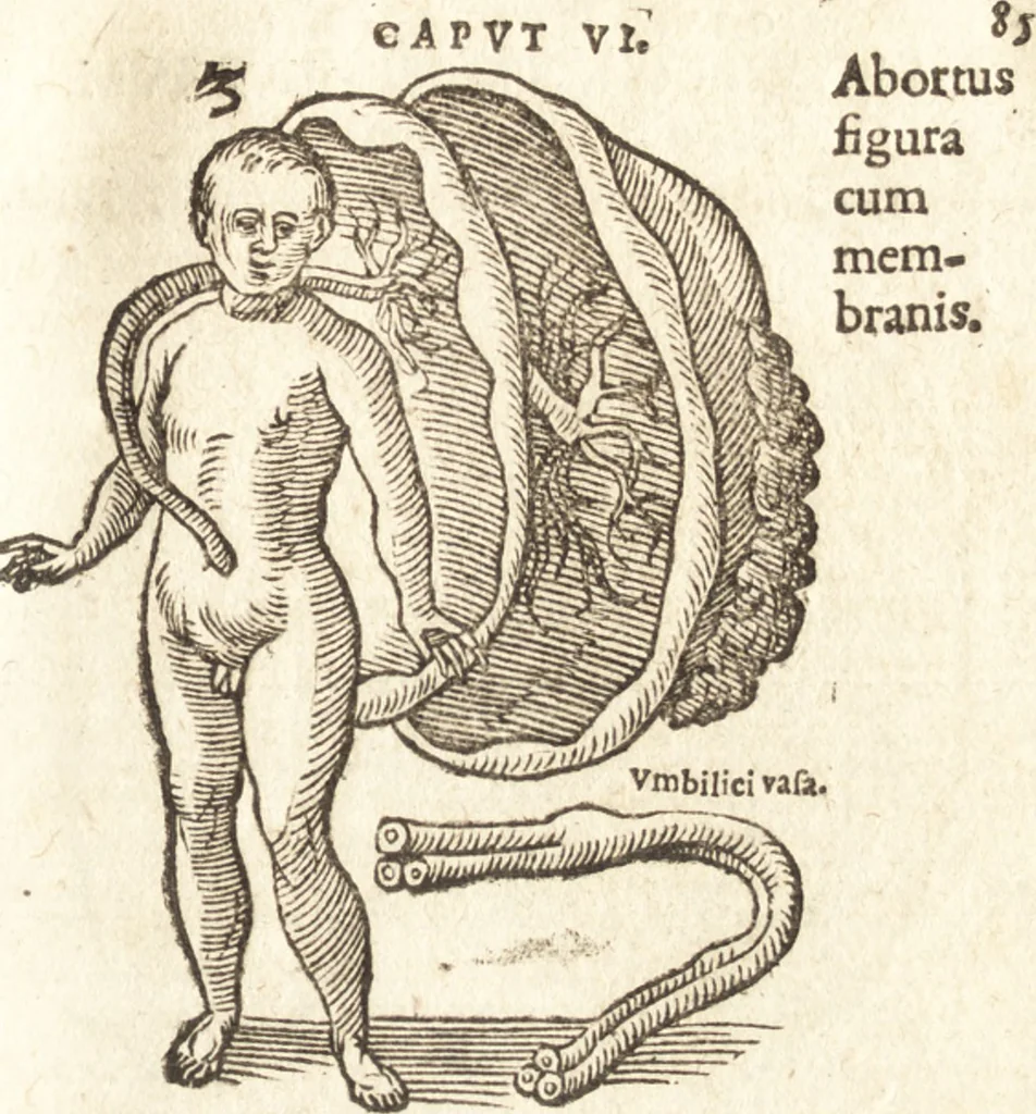 An illustration from De naturae diuinis characterismis, seu, Raris & admirandis spectaculis, causis, indiciis, proprietatibus rerum in partibus singulis vniuersi, libri II, 1575, leaf 88