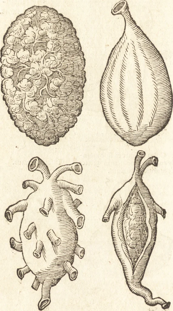 An illustration from De naturae diuinis characterismis, seu, Raris & admirandis spectaculis, causis, indiciis, proprietatibus rerum in partibus singulis vniuersi, libri II, 1575, leaf 89