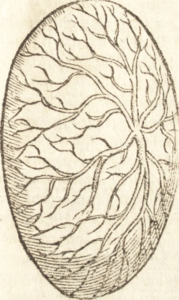 An illustration from De naturae diuinis characterismis, seu, Raris & admirandis spectaculis, causis, indiciis, proprietatibus rerum in partibus singulis vniuersi, libri II, 1575, leaf 90