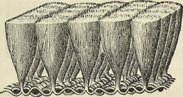 An illustration from The theory of color in its relation to art and art-industry, 1876, leaf 101