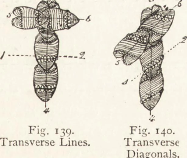 An illustration from The principles of light and color: including among other things the harmonic laws of the universe, the etherio-atomic philosophy of force, chromo chemistry, chromo therapeutics, and the general philosophy of the fine forces, together with numerous discoveries and practical applications .., 1878, leaf 136