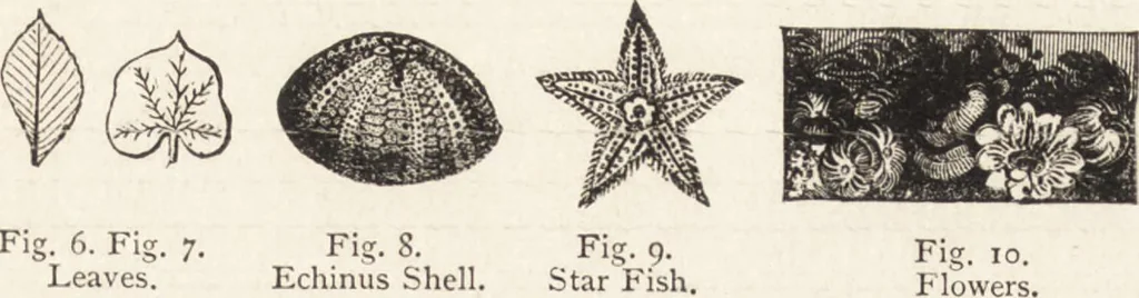An illustration from The principles of light and color: including among other things the harmonic laws of the universe, the etherio-atomic philosophy of force, chromo chemistry, chromo therapeutics, and the general philosophy of the fine forces, together with numerous discoveries and practical applications .., 1878, leaf 23