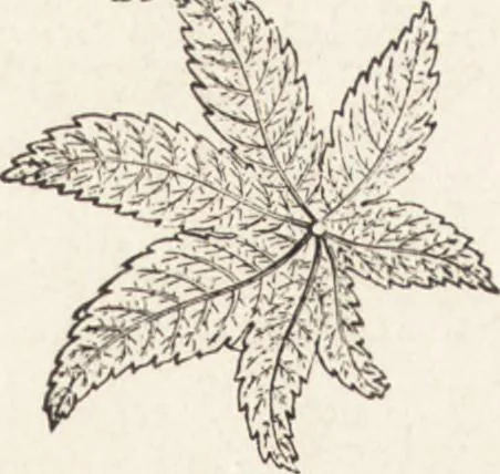 An illustration from The principles of light and color: including among other things the harmonic laws of the universe, the etherio-atomic philosophy of force, chromo chemistry, chromo therapeutics, and the general philosophy of the fine forces, together with numerous discoveries and practical applications .., 1878, leaf 23