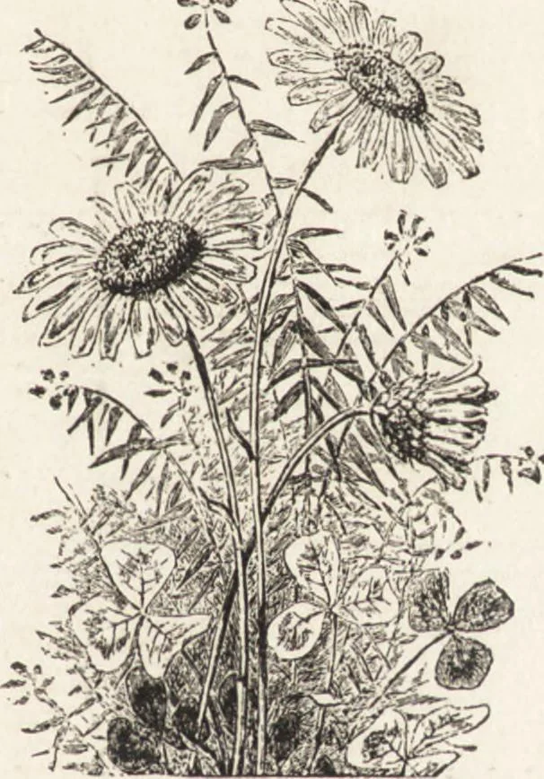 An illustration from The principles of light and color: including among other things the harmonic laws of the universe, the etherio-atomic philosophy of force, chromo chemistry, chromo therapeutics, and the general philosophy of the fine forces, together with numerous discoveries and practical applications .., 1878, leaf 24