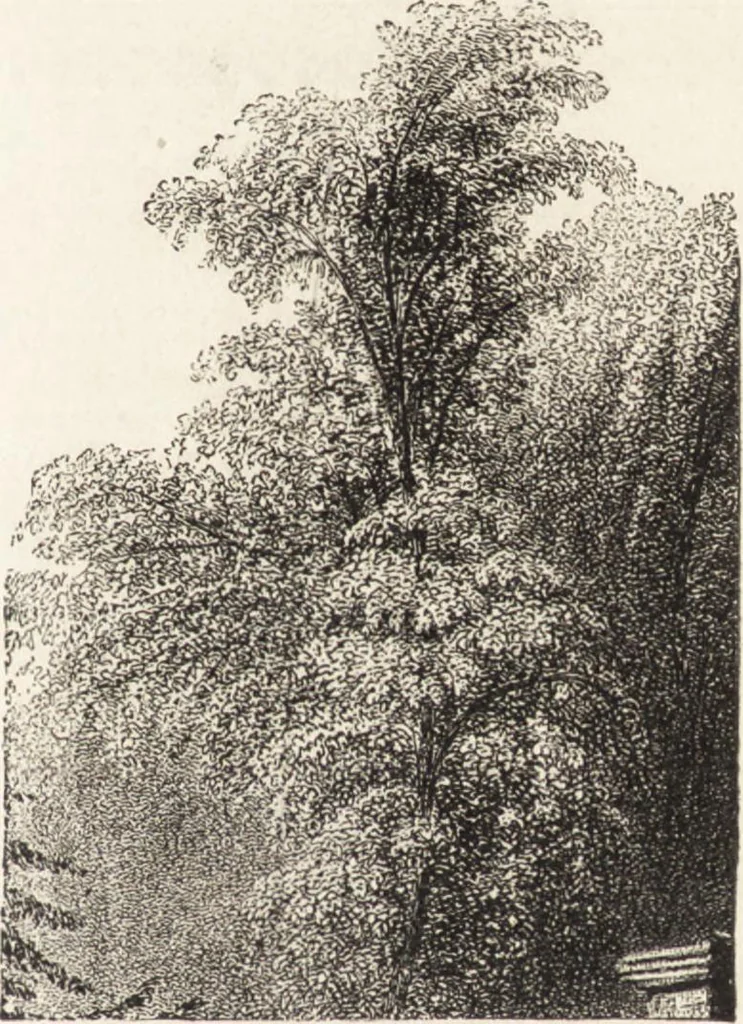An illustration from The principles of light and color: including among other things the harmonic laws of the universe, the etherio-atomic philosophy of force, chromo chemistry, chromo therapeutics, and the general philosophy of the fine forces, together with numerous discoveries and practical applications .., 1878, leaf 24