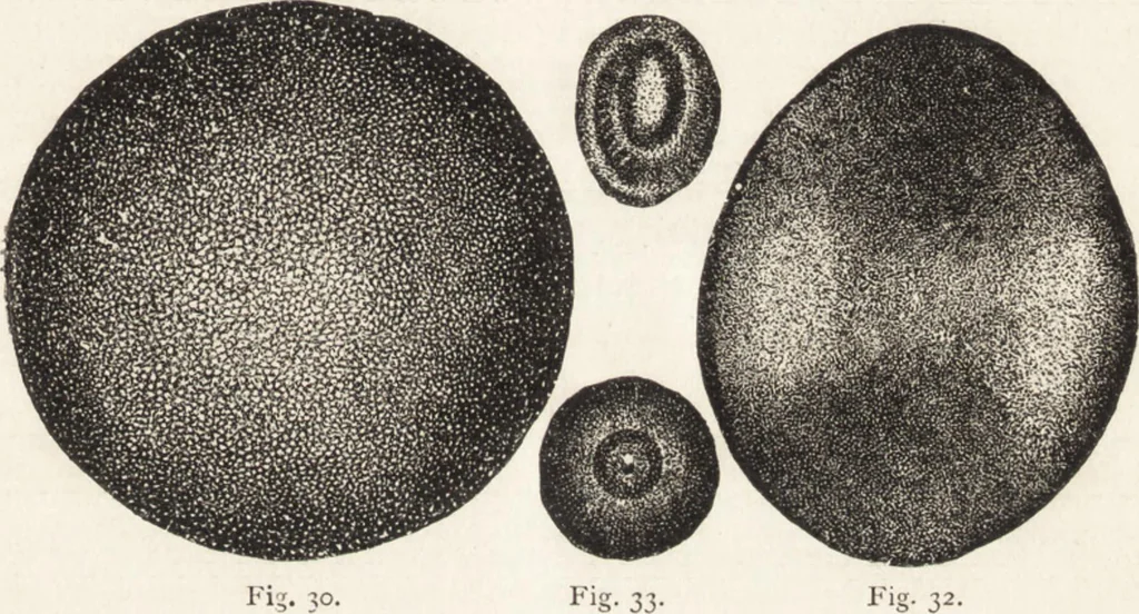An illustration from The principles of light and color: including among other things the harmonic laws of the universe, the etherio-atomic philosophy of force, chromo chemistry, chromo therapeutics, and the general philosophy of the fine forces, together with numerous discoveries and practical applications .., 1878, leaf 28