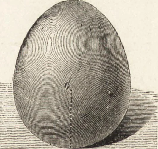 An illustration from The principles of light and color: including among other things the harmonic laws of the universe, the etherio-atomic philosophy of force, chromo chemistry, chromo therapeutics, and the general philosophy of the fine forces, together with numerous discoveries and practical applications .., 1878, leaf 38