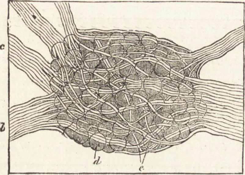 An illustration from The principles of light and color: including among other things the harmonic laws of the universe, the etherio-atomic philosophy of force, chromo chemistry, chromo therapeutics, and the general philosophy of the fine forces, together with numerous discoveries and practical applications .., 1878, leaf 511