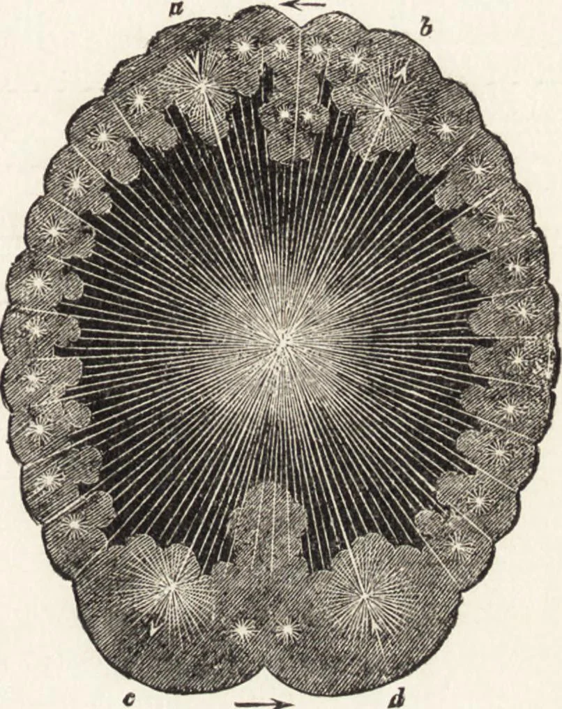 An illustration from The principles of light and color: including among other things the harmonic laws of the universe, the etherio-atomic philosophy of force, chromo chemistry, chromo therapeutics, and the general philosophy of the fine forces, together with numerous discoveries and practical applications .., 1878, leaf 518