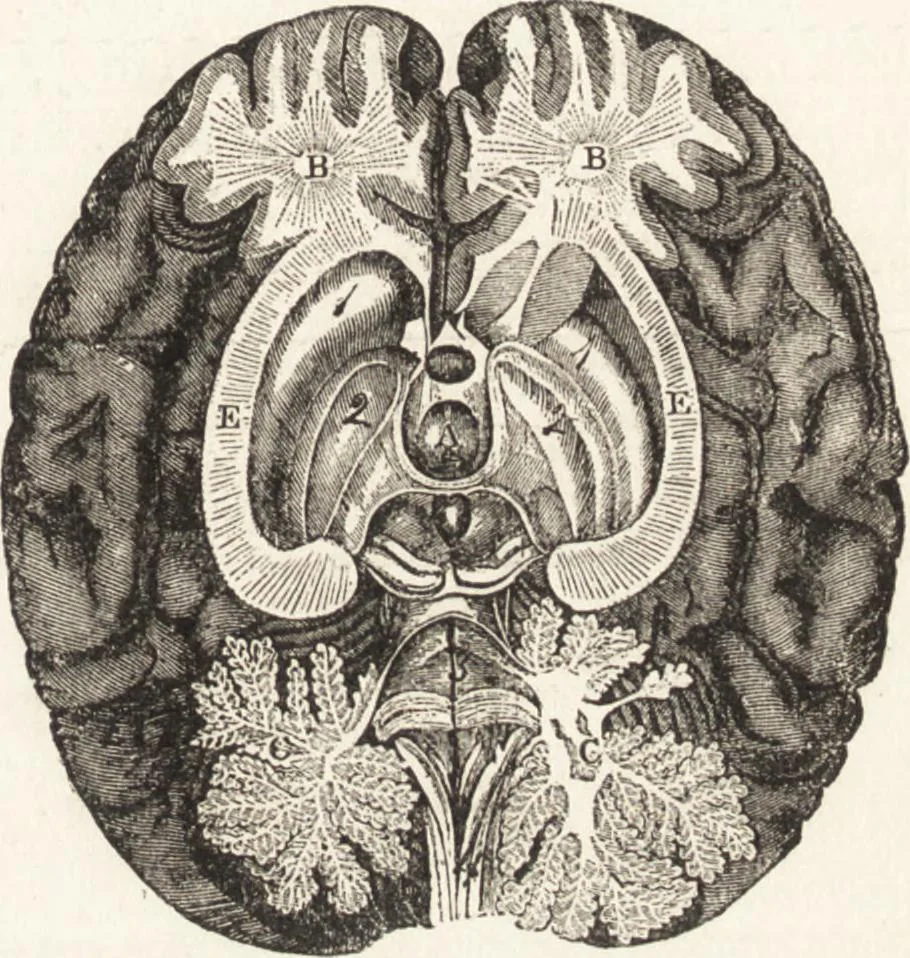 An illustration from The principles of light and color: including among other things the harmonic laws of the universe, the etherio-atomic philosophy of force, chromo chemistry, chromo therapeutics, and the general philosophy of the fine forces, together with numerous discoveries and practical applications .., 1878, leaf 520