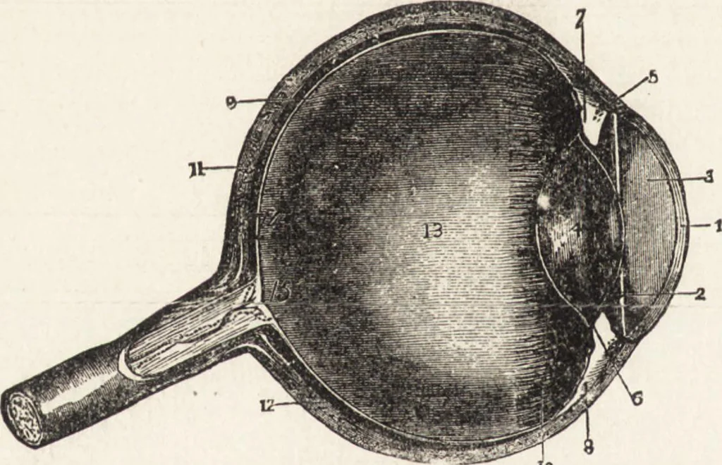 An illustration from The principles of light and color: including among other things the harmonic laws of the universe, the etherio-atomic philosophy of force, chromo chemistry, chromo therapeutics, and the general philosophy of the fine forces, together with numerous discoveries and practical applications .., 1878, leaf 557