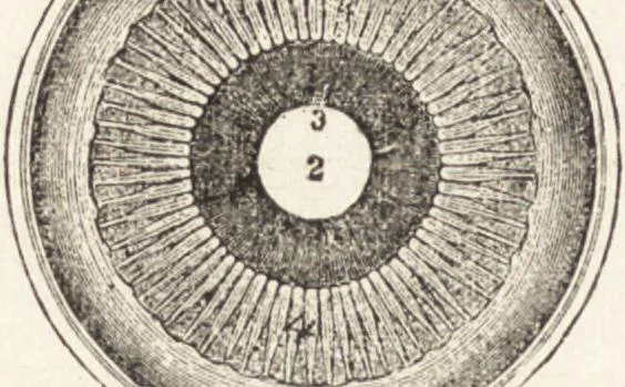 An illustration from The principles of light and color: including among other things the harmonic laws of the universe, the etherio-atomic philosophy of force, chromo chemistry, chromo therapeutics, and the general philosophy of the fine forces, together with numerous discoveries and practical applications .., 1878, leaf 559