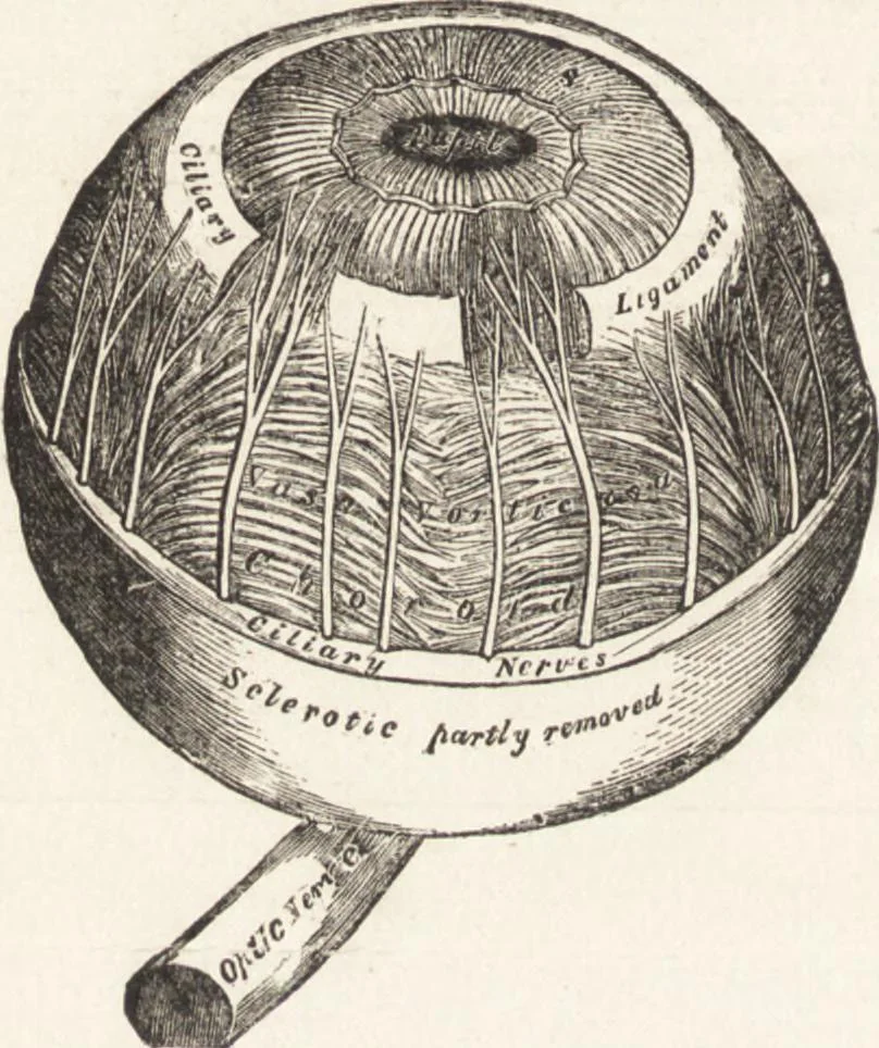 An illustration from The principles of light and color: including among other things the harmonic laws of the universe, the etherio-atomic philosophy of force, chromo chemistry, chromo therapeutics, and the general philosophy of the fine forces, together with numerous discoveries and practical applications .., 1878, leaf 559