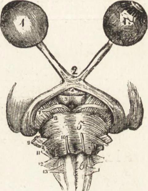 An illustration from The principles of light and color: including among other things the harmonic laws of the universe, the etherio-atomic philosophy of force, chromo chemistry, chromo therapeutics, and the general philosophy of the fine forces, together with numerous discoveries and practical applications .., 1878, leaf 560