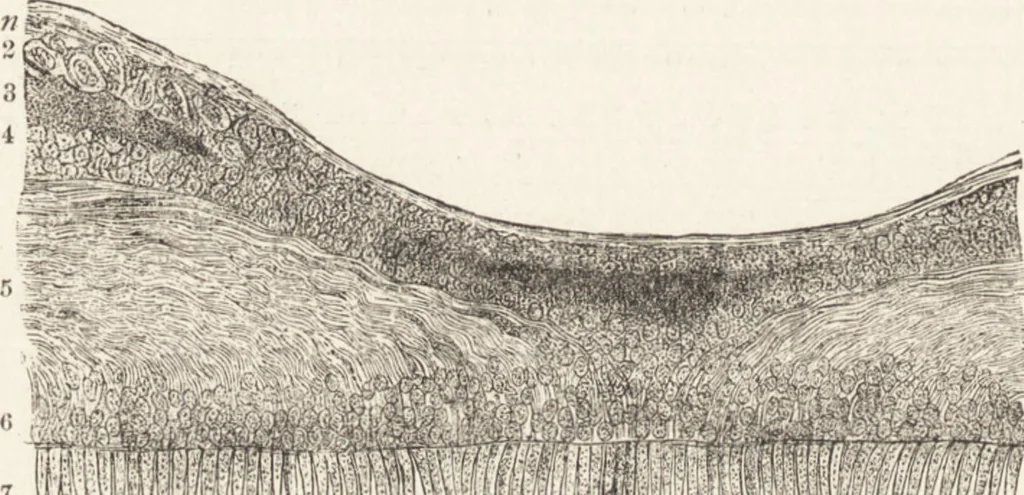 An illustration from The principles of light and color: including among other things the harmonic laws of the universe, the etherio-atomic philosophy of force, chromo chemistry, chromo therapeutics, and the general philosophy of the fine forces, together with numerous discoveries and practical applications .., 1878, leaf 563