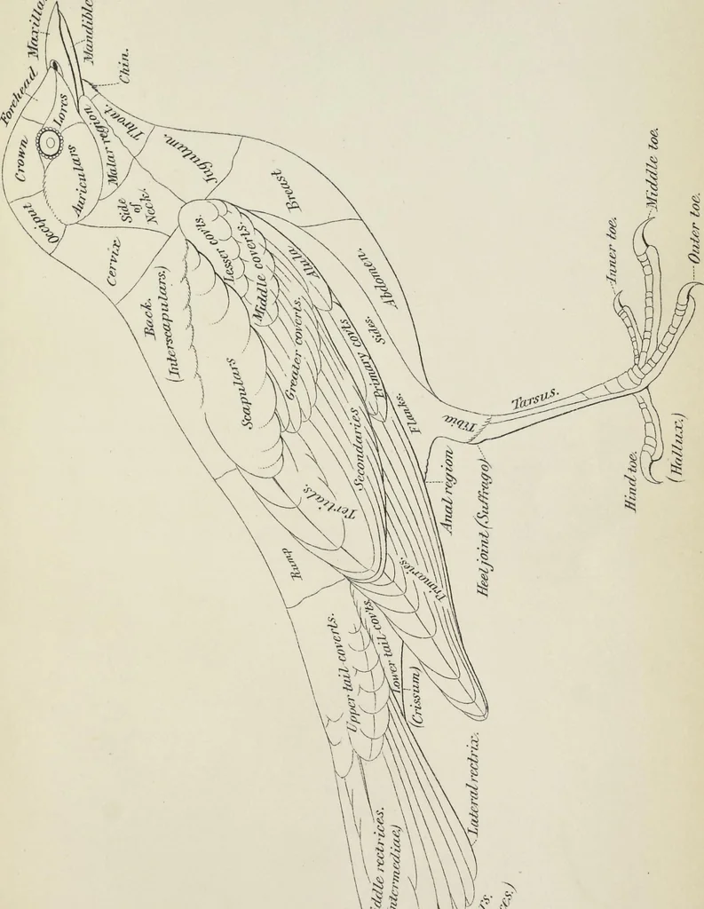 An illustration from A nomenclature of colors for naturalists : and compendium of useful knowledge for ornithologists, 1886, leaf 178