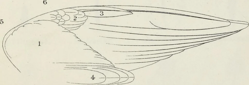 An illustration from A nomenclature of colors for naturalists : and compendium of useful knowledge for ornithologists, 1886, leaf 184