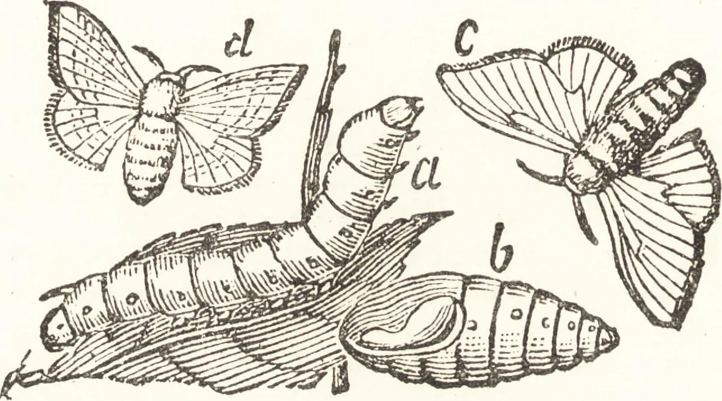 An illustration from Silk dyeing, printing, and finishing, 1892, leaf 13