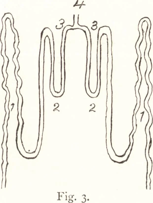 An illustration from Silk dyeing, printing, and finishing, 1892, leaf 14