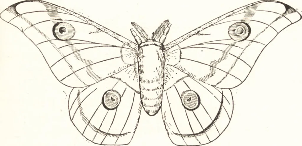 An illustration from Silk dyeing, printing, and finishing, 1892, leaf 24