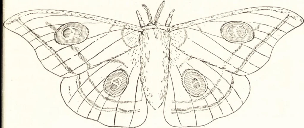 An illustration from Silk dyeing, printing, and finishing, 1892, leaf 24
