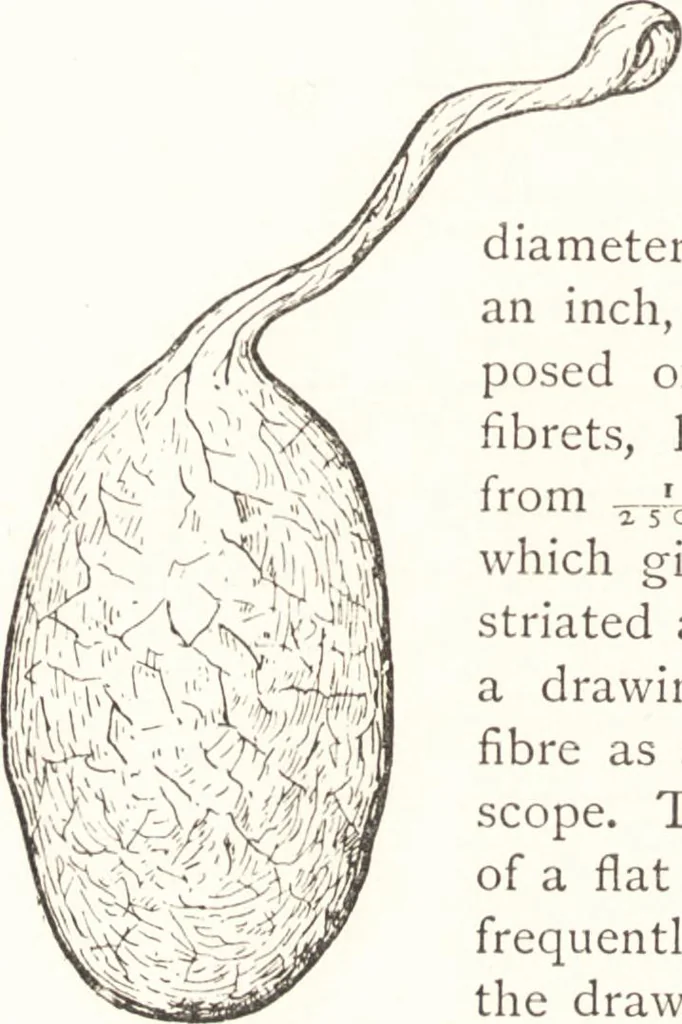 An illustration from Silk dyeing, printing, and finishing, 1892, leaf 25