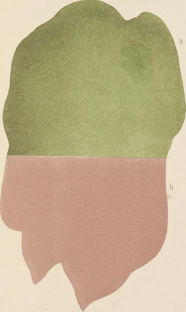 An illustration from The art of painting restored to its simplest and surest principles, 1849, leaf 150