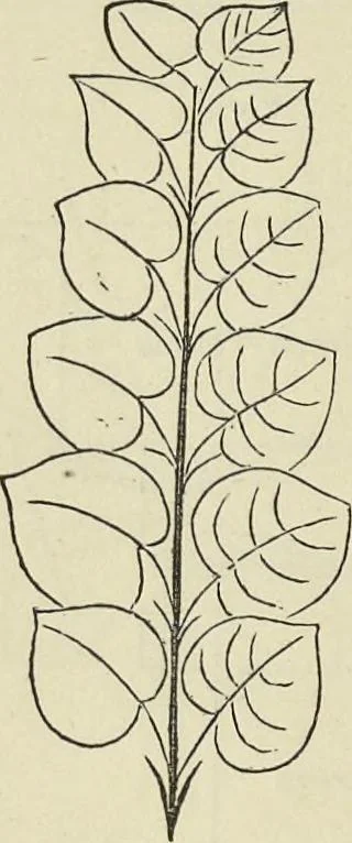 An illustration from Colour : an elementary manual for students, 1887, leaf 167