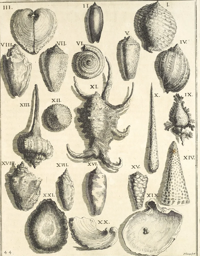 An illustration from Le cabinet de la Bibliotheque de Sainte Genevieve : divisé en deux parties : contenant les antiquitez de la réligion des chrétiens, des Egyptiens, & des Romains; des tombeaux, des poids & des médailles; de monnoyes, des pierres antiques gravées, & des mineraux ..., 1692, leaf 318