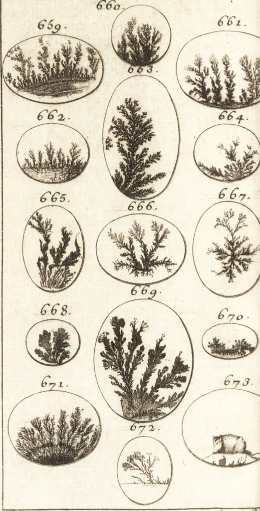 An illustration from Catalogue d'une collection considérable de curiositez de differens genres, dont la vente doit commencer le lundi 2 decembre 1737 à deux heures après midi chez Gersaint marchand, pont Notre Dame, 1737, leaf 73