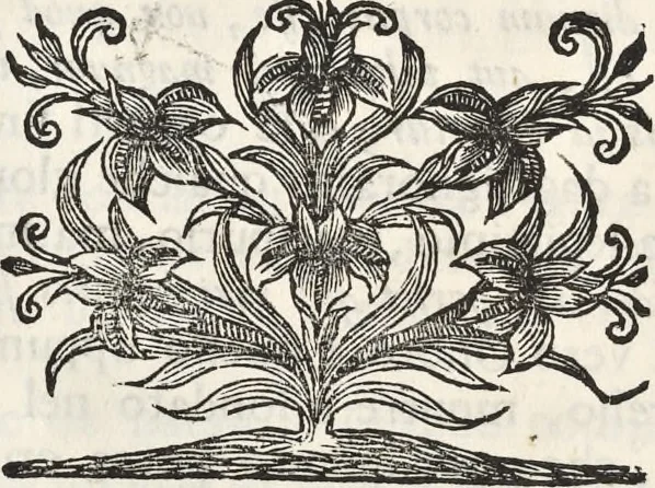 An illustration from I cesari in oro : raccolti nel Farnese museo, e pubblicati colle loro congrue interpretazioni, 1694, leaf 269