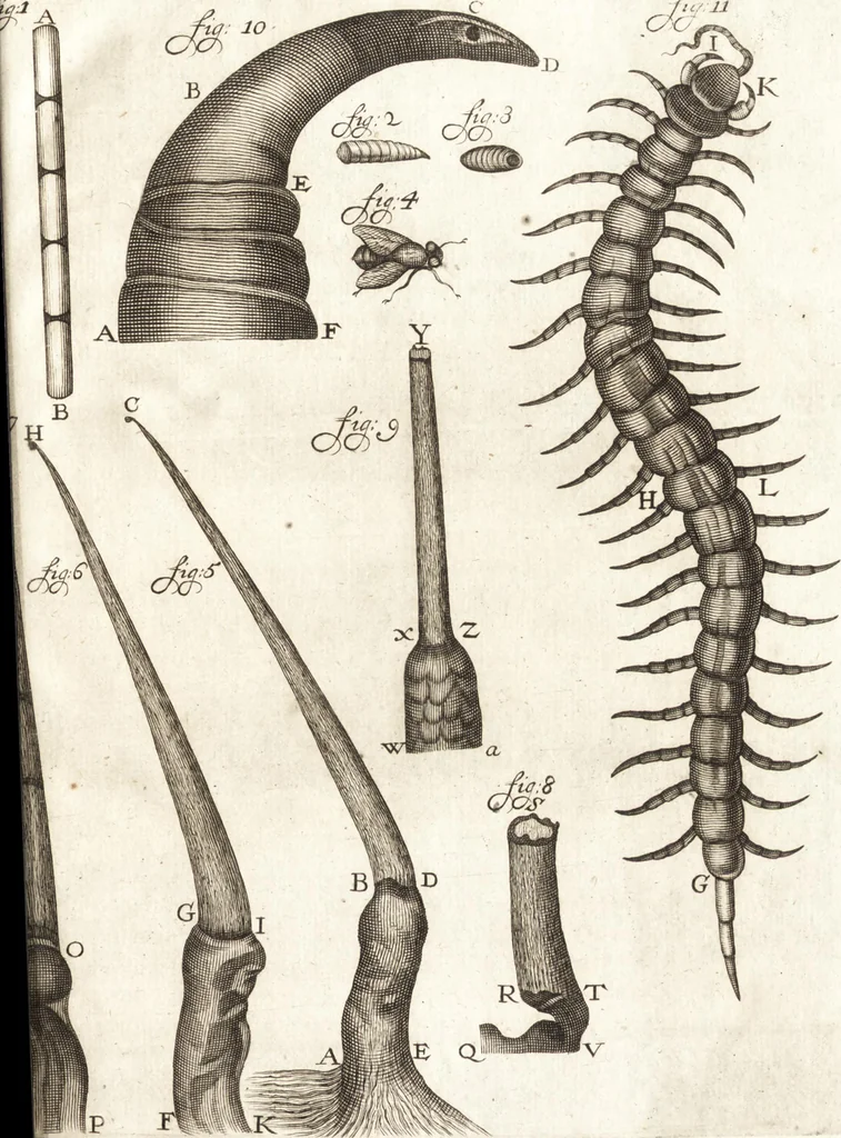 An illustration from Continuatio epistolarum, datarum ad longè celeberrimam Regiam Societatem Londinensem, 1696, leaf 112