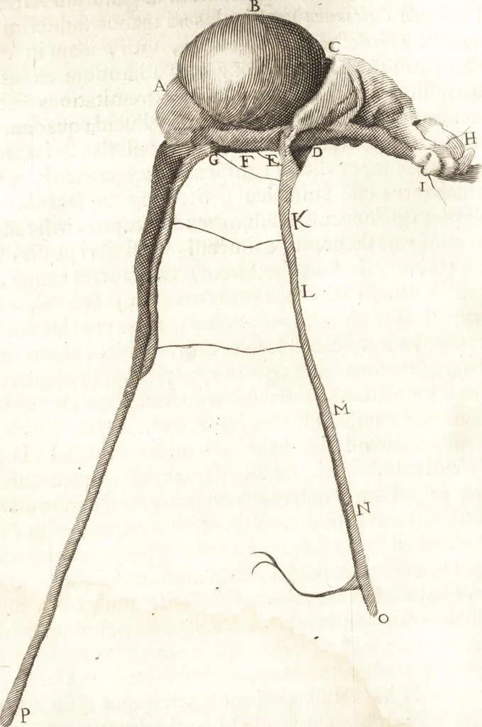 An illustration from Continuatio epistolarum, datarum ad longè celeberrimam Regiam Societatem Londinensem, 1696, leaf 139