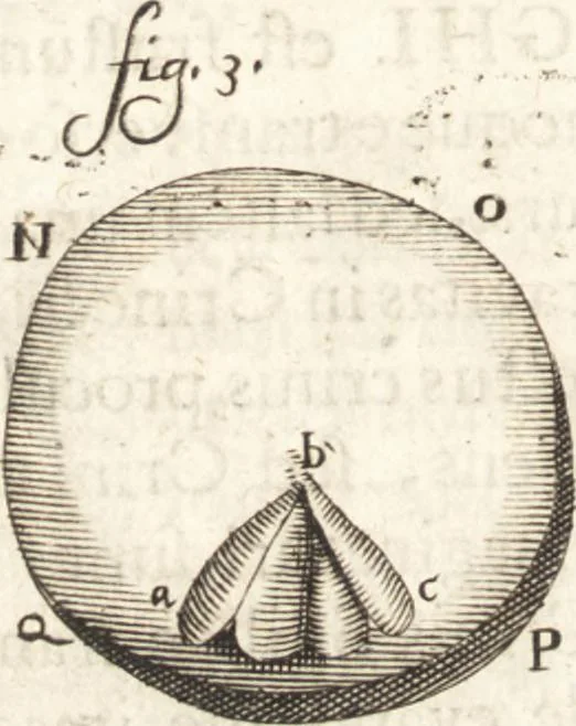 An illustration from Continuatio epistolarum, datarum ad longè celeberrimam Regiam Societatem Londinensem, 1696, leaf 169