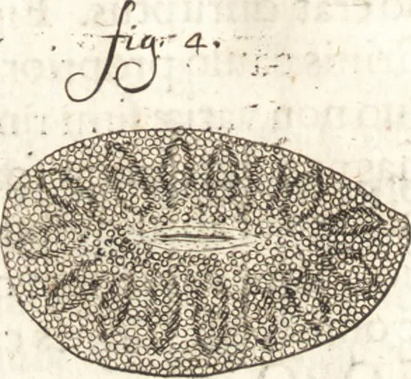 An illustration from Continuatio epistolarum, datarum ad longè celeberrimam Regiam Societatem Londinensem, 1696, leaf 169