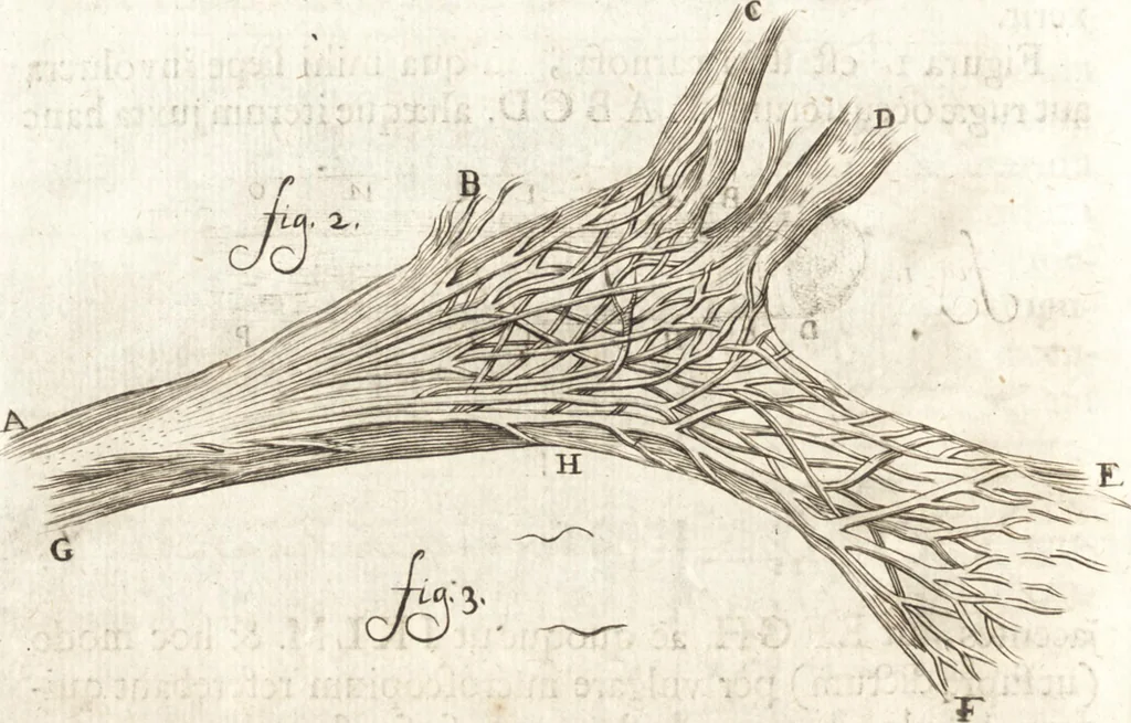An illustration from Continuatio epistolarum, datarum ad longè celeberrimam Regiam Societatem Londinensem, 1696, leaf 181