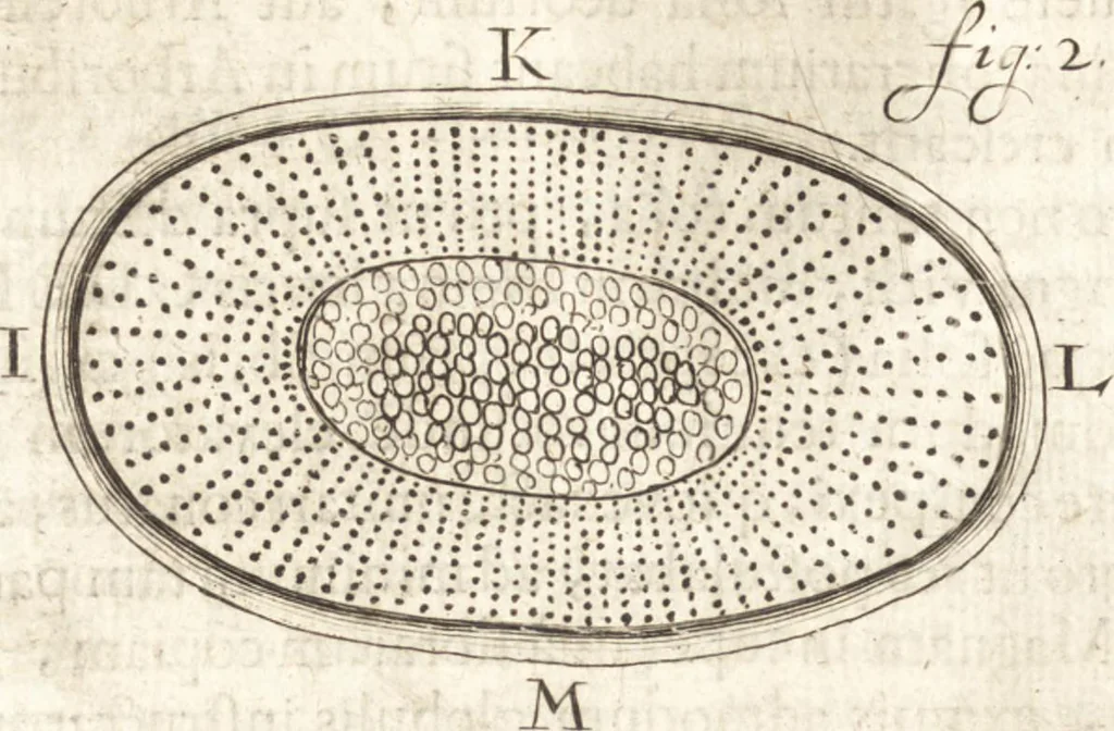 An illustration from Continuatio epistolarum, datarum ad longè celeberrimam Regiam Societatem Londinensem, 1696, leaf 195