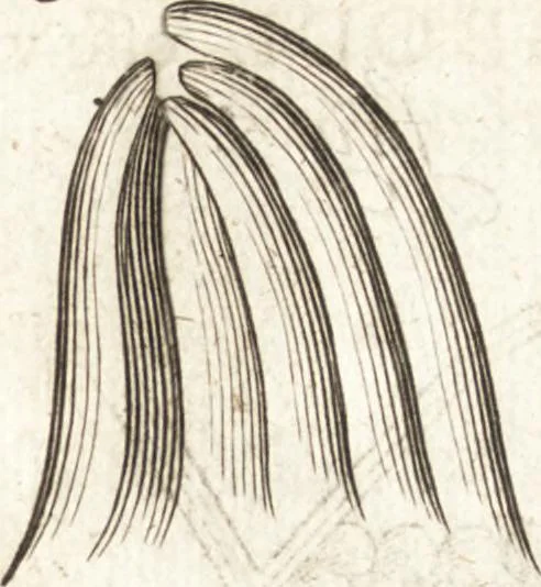 An illustration from Continuatio epistolarum, datarum ad longè celeberrimam Regiam Societatem Londinensem, 1696, leaf 196