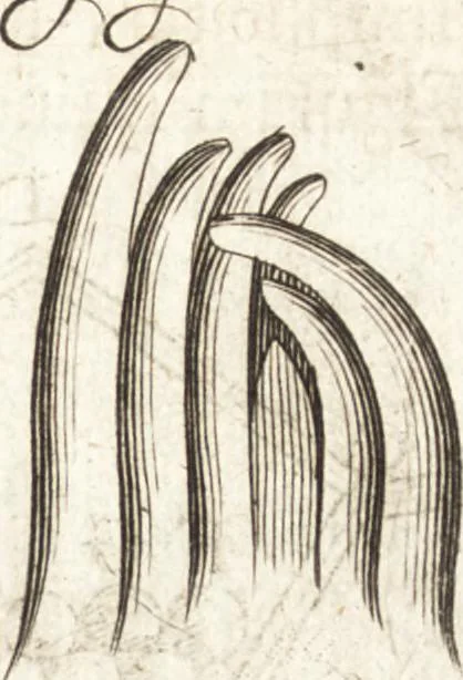 An illustration from Continuatio epistolarum, datarum ad longè celeberrimam Regiam Societatem Londinensem, 1696, leaf 196