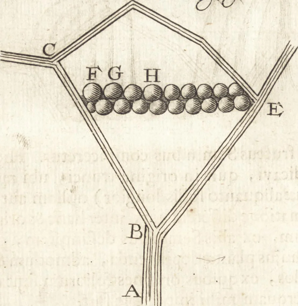 An illustration from Continuatio epistolarum, datarum ad longè celeberrimam Regiam Societatem Londinensem, 1696, leaf 197