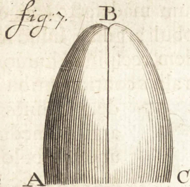 An illustration from Continuatio epistolarum, datarum ad longè celeberrimam Regiam Societatem Londinensem, 1696, leaf 199
